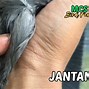 Burung Yang Mirip Jalak Kebo